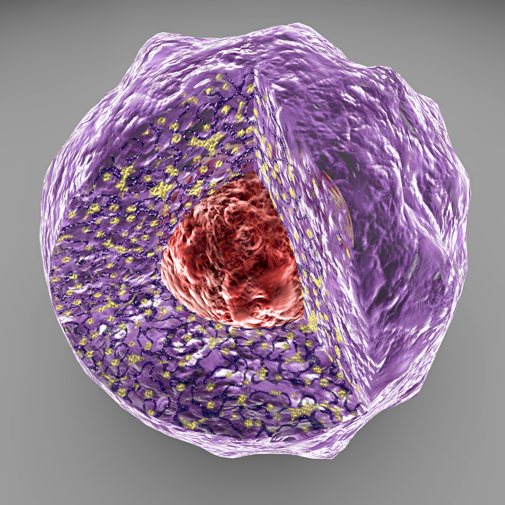 Ядро клетки под микроскопом