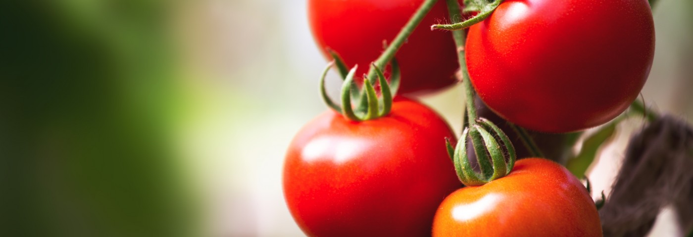 Anti-Cancer Molecule in Tomatoes Tracked by Researchers