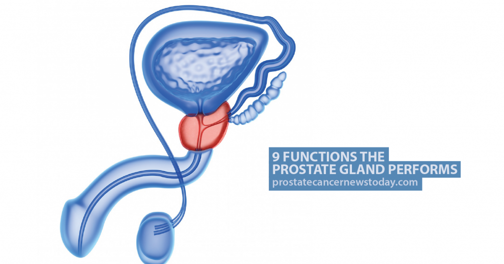 9 Functions The Prostate Gland Performs Prostate Cancer News Today