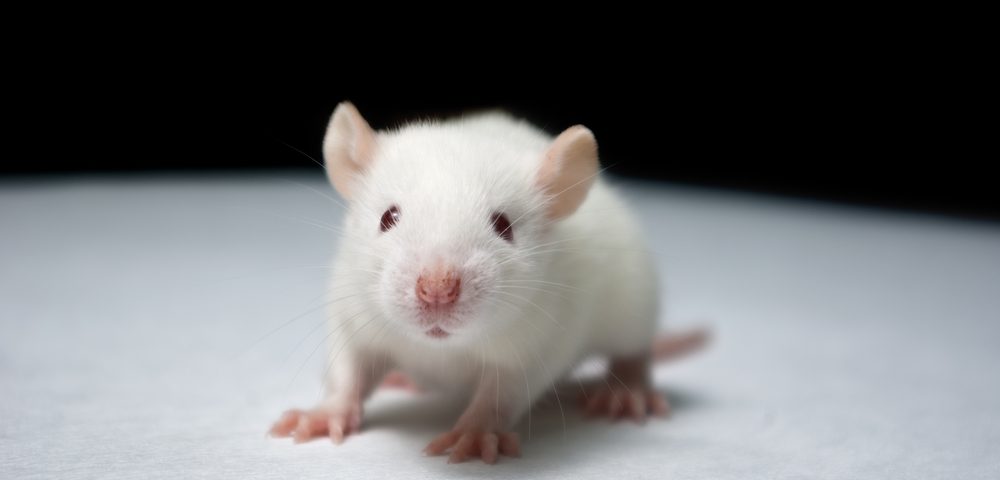 Immunotherapy Combo Effective in Castration-resistant Prostate Cancer Mouse Models, Study Finds
